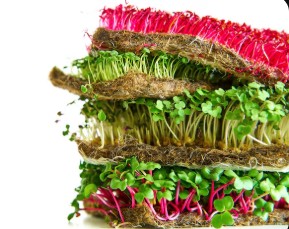 Workshop: Microgreens & Sprouts